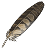 Long Eared Owl Feather