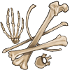 Human Bones