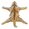 Serval Skin