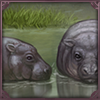 Wallowing Pygmy Hippos