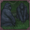 Mountain Gorilla Family