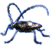 Beetle: Cerambyx cerdo [Piebald]