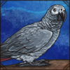 African Grey Parrot