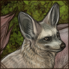 Bat-Eared Fox