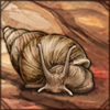 African Land Snail