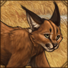 Aging Caracal