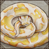 Albino Ball Python