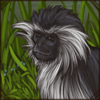 Angola Colobus