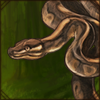 Ball Python