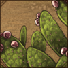 Spineless Cactus