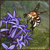 White-Banded Digger Bee