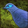 Blue Coua