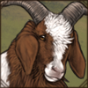 Boer Goat