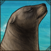 Cape Fur Seal