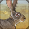 Cape Hare