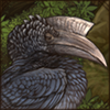 Black-And-White-Casqued Hornbill