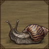 Chocolate-Band Snail