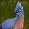 Crested Coua