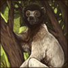 Crowned Sifaka