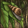 Decollate Snail