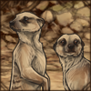 Meerkats