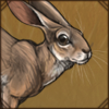 Abyssinian Hare