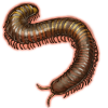 Banded Millipede