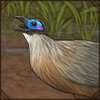 Giant Coua