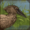 Hamerkop