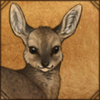 Klipspringer Calf