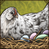 Easter Egger Chicken