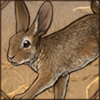 European Rabbit