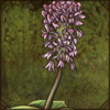 Fairy African Hyacinth