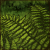 Ferns