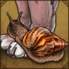 Giant Tiger Land Snail