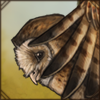 Grass Owl