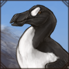 Great Auk