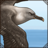 Grey-Headed Albatross