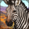 Hartmann's Mountain Zebra