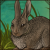 Hewiit's Red Rock Hare