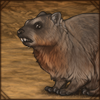 Hyrax