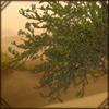 [GE - India - Great Indian Desert] Khejri Tree