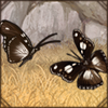 Large Variable Diadem Butterfly [2]