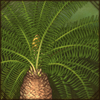 Lebombo Cycad