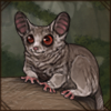 Lesser Bushbaby