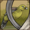 Madagascar Green Pigeon