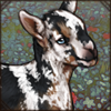 Nigerian Dwarf Goat