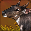 [GE - India - Ganges Delta] Nilgai