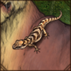 Ocelot Gecko