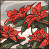 Poinsettia Flowers